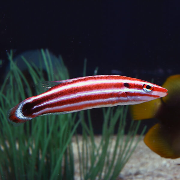 the Candy Cane Hog in the aquarium