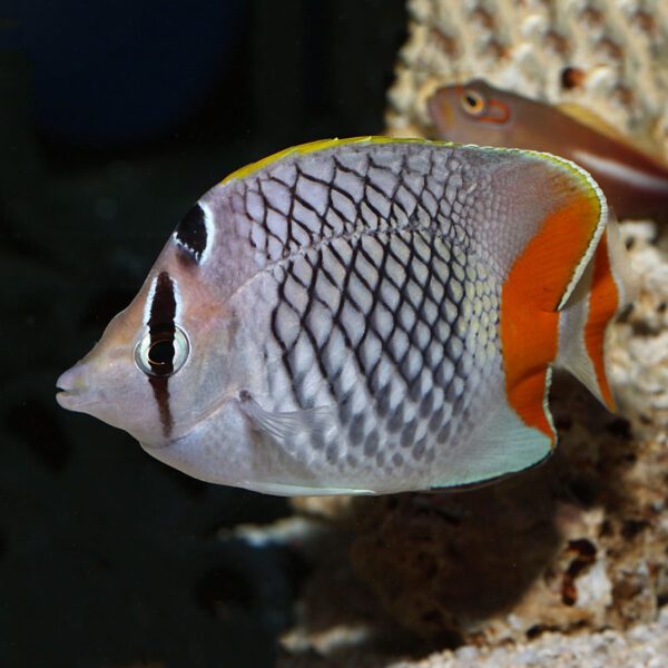 Pearlscale Butterfly Orange Tail swimming in the aquarium