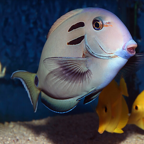 Vampire Tangs, Acanthurus tennenti, also go by the name Doubleband or lieutenant Surgeonfish.