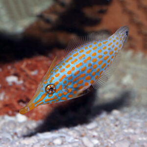 Tassel Filefish Chaetodermis pencilligerus a wonderful orange spotted fishh