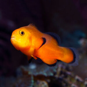 naked clownfish are Nemo's with no white bars they are pretty cool looking
