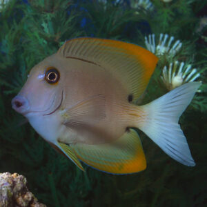 Tomini Bristletooth Tangs, Ctenochaetus tominiensis, also go by the name Gold Rush Tang.
