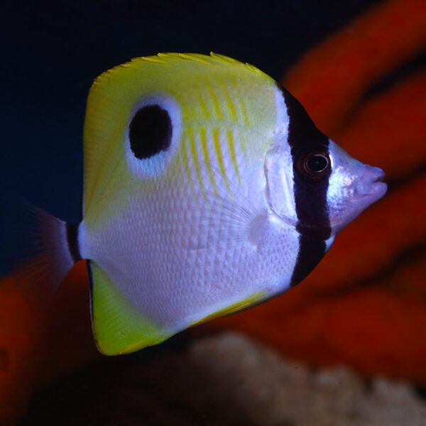 The Teardrop Butterfly Pacific, Chaetodon unimaculatus, in the aquarium