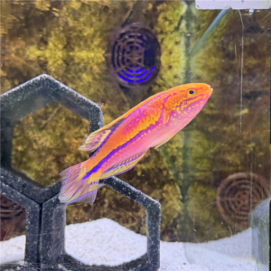 Splendid Pintail Fairy Wrasse Male