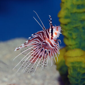 The Antennata Lionfish, Pterois antennata, at the Abyss. mjs