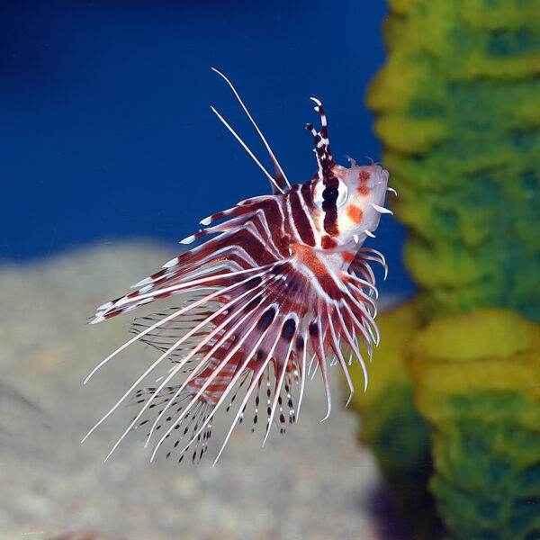The Antennata Lionfish, Pterois antennata, at the Abyss. mjs