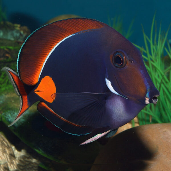 Achilles Tang named for the bright red spot as in Achilles heel