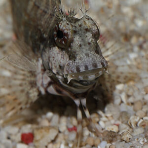 Lawnmower Algae Blenny, Salarias fasciatus, at the Abyss