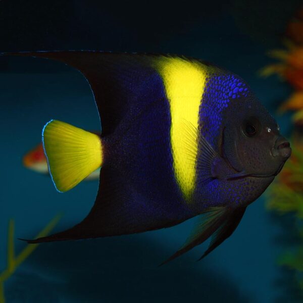 The Asfur Angelfish, Pomacanthus asfur, also goes by the name Arabian Angelfish, or Crescent Angelfish.
