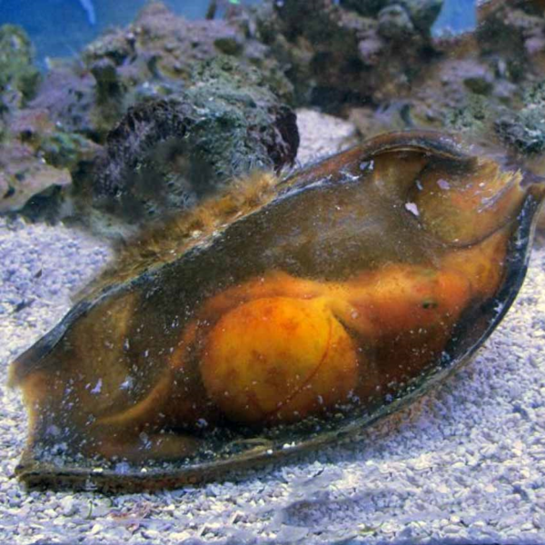 Bamboo shark egg, Chiloscyllium plagiosum