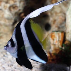 The Black and White Bannerfish, scientifically known as Heniochus acuminatus in the aquarium