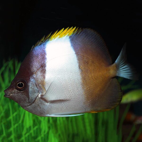 The Black Pyramid Butterfly (Zosters), scientifically known as Hemitaurichthys zoster, swimming in an aquarium