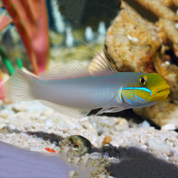 Blue Cheek Goby great sand siftong fish foe marine aquariums