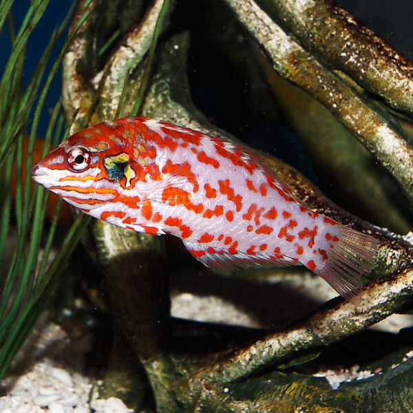 Chaoti Leopard Wrasse, Macropharyngodon chaoti, also go by the name Choat's Red Leopard Wrasse.