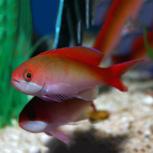 A Cooperi Anthias Female in an aquarium