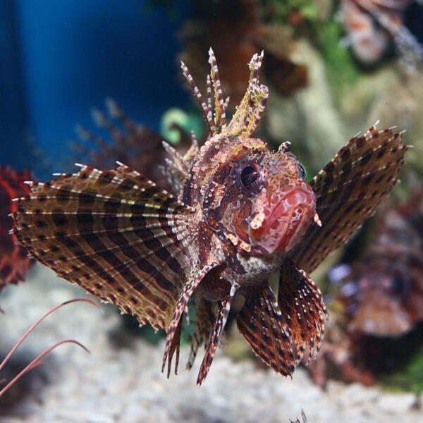 The Fuzzy Dwarf Lionfish in the aquarium