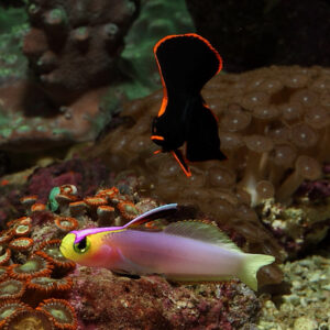 Helfrichi Firefish or lilac firefish the most soughjt after and beautiful of the firefish's