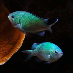 Chromis - green, chromis viridis, is a species of damselfish and is found in the indo-pacific, including the red sea