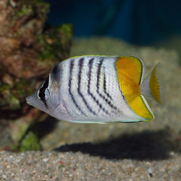 Pearlscale Butterfly Yellow Tail Fiji,