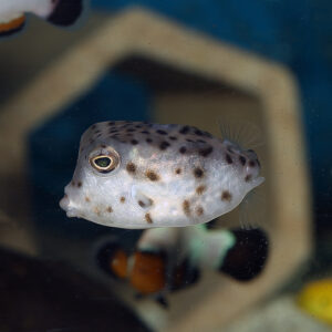 Common/ Shortnose Boxfish,