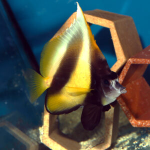 The Red Sea Bannerfish, scientifically known as Heniochus intermedius