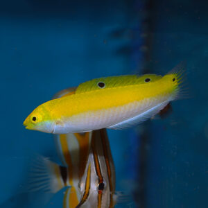 Silver Belly Wrasse Juv/Female