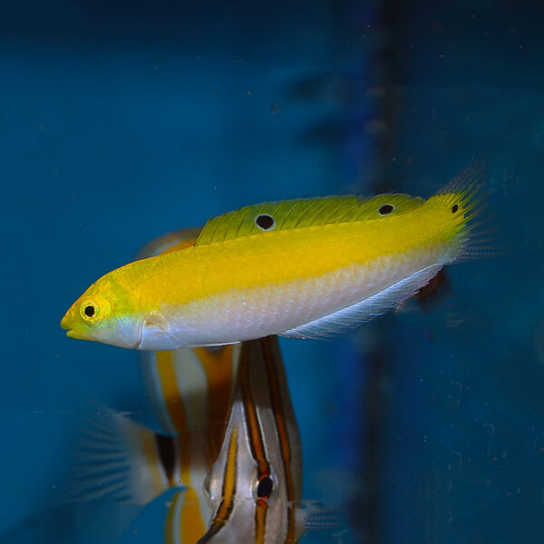 Silver Belly Wrasse Juv/Female