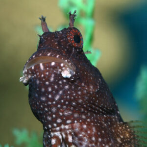 Starry Algae Blenny, Salarias ramosus, at the Abyss