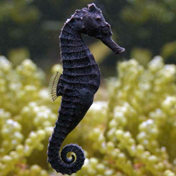 Tank Bred Female Kuda Seahorse, Hippocampus kuda, also go by the name Spotted seahorse.