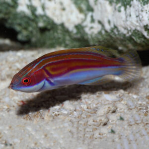 Labout's Fairy Wrasse Male, Cirrhilabrus labouti make wonderful additions to marine tanks.