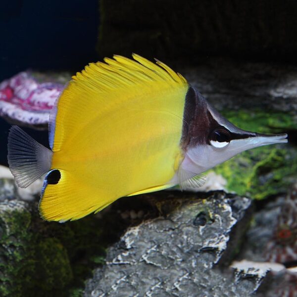 A captivating Longnose Butterflyfish (Forcipiger flavissimus) gracefully swimming amidst vibrant coral reef.