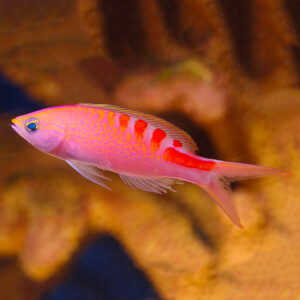 Lori Anthias or Lori’s Basslet/ Tiger Queen Anthias in an aquarium