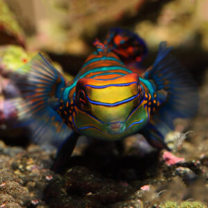 Blue Mandarins, Synchiropus splendidus, also go by the name Mandarinfish.