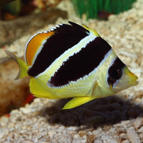 Chaetodon mitratus, known as the Mitratus Butterflyfish