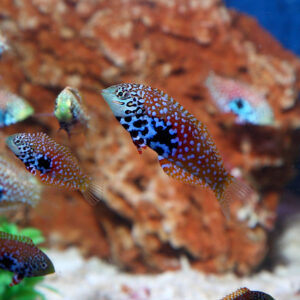 Peacock Wrasse, Macropharyngodon bipartitus, also go by the name Blue Star Leopard Wrasse.