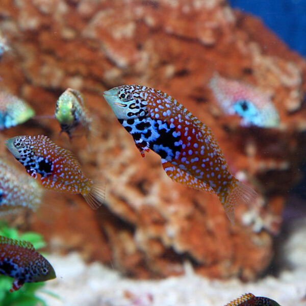 Peacock Leopard Wrasse juv/female, Macropharyngodon bipartitus, also go by the name Blue Star Leopard Wrasse.