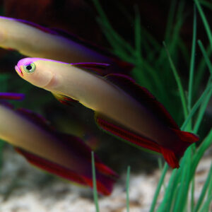 The Purple Firefish, Nemateleotris exquisita, in the aquarium