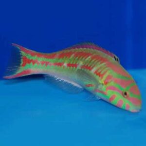 Quinquevittatum Wrasse, Thalassoma quinquevittatum