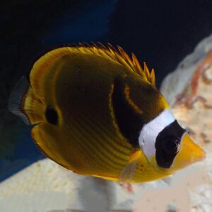 The Raccoon Butterfly, also known as the Lunula Butterflyfish, displays a stunning colouration and unique markings.