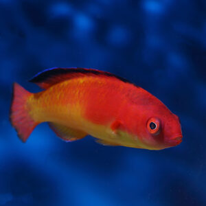 Red Hooded Fairy Wrasse male, Cirrhilabrus bathyphilus, also go by the name deep water wrasse. 