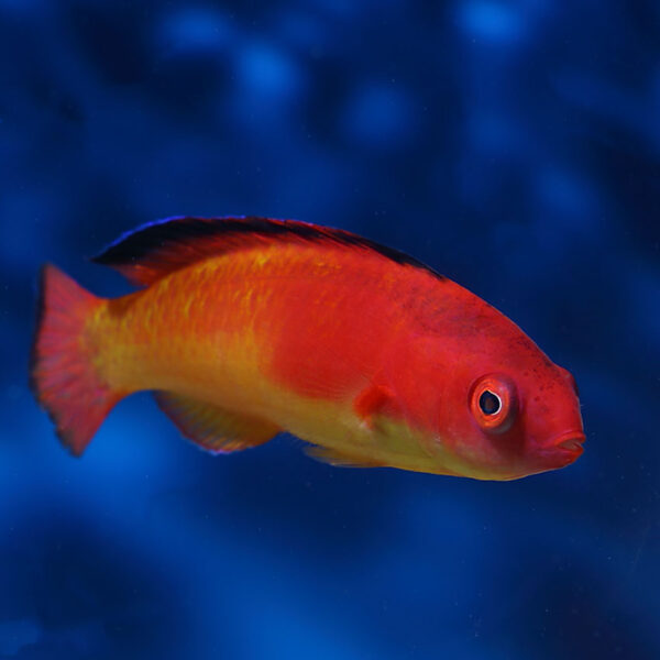 Red Hooded Fairy Wrasse male, Cirrhilabrus bathyphilus, also go by the name deep water wrasse. 