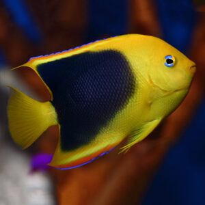 The Rock Beauty Angelfish, Holacanthus tricolor, also go by the name Coshubba Angelfish.