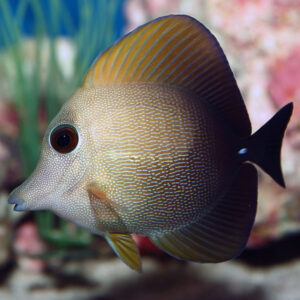 Brown Scopas Tangs, Zebrasoma scopas, also go by the name Twotone Surgeonfish or Brown Sailfin Tang