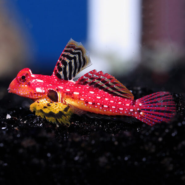 Flame Scooter Blennies, Synchiropus sycorax, in the aquarium