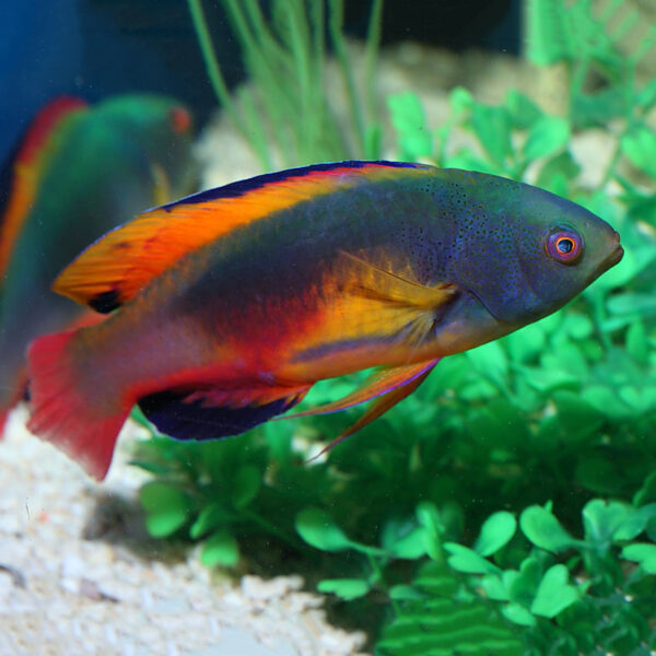 Scott's Fairy Wrasse, Cirrhilabrus Scottorum, are stunning fish and make great additions to marine aquariums.