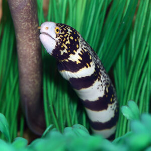 Snowflake Eels, Echidna nebulosa, also go by the name Starry Moray.