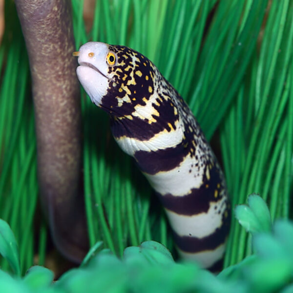 Snowflake Eels, Echidna nebulosa, also go by the name Starry Moray.