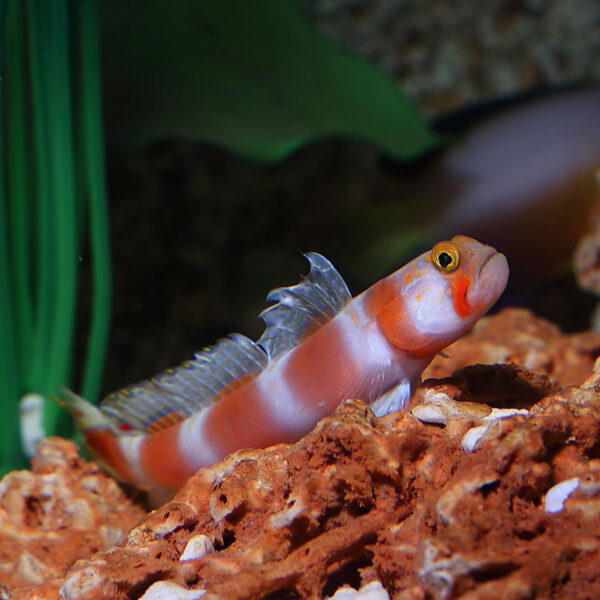 Suntail goby or Pink Bar Goby in the aquarium