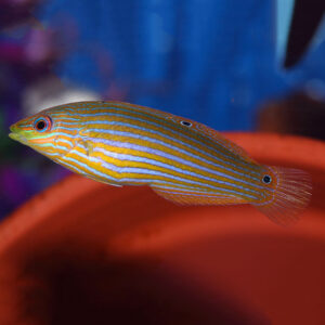 melanurus Wrasse Female, Halichoeres melanurus, also go by the name Hoeven's Wrasse or Tailspot Wrasse.