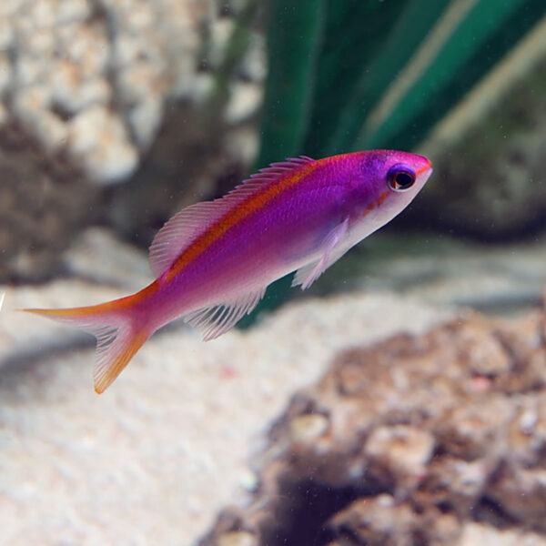 A single Tuka Anthias iin an aquarium